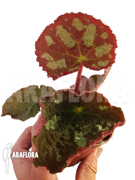 Begonia sp Vietnam A2