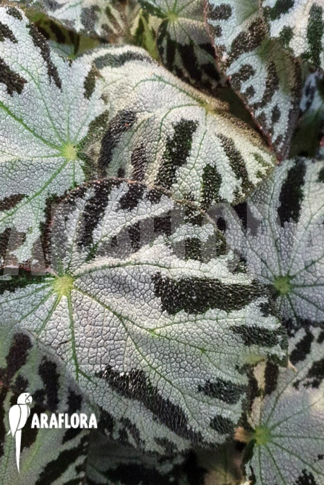 Begonia x &lsquo;Silver Jewel&rsquo;