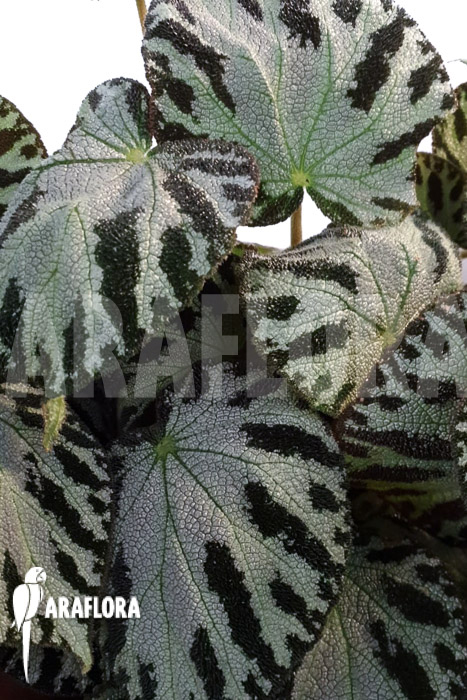 Begonia x &lsquo;Silver Jewel&rsquo;