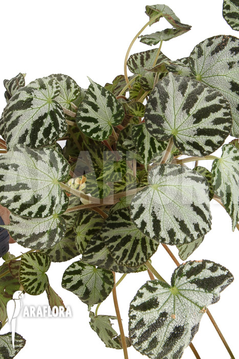 Begonia x &lsquo;Silver Jewel&rsquo;