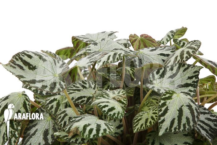 Begonia x &lsquo;Silver Jewel&rsquo;