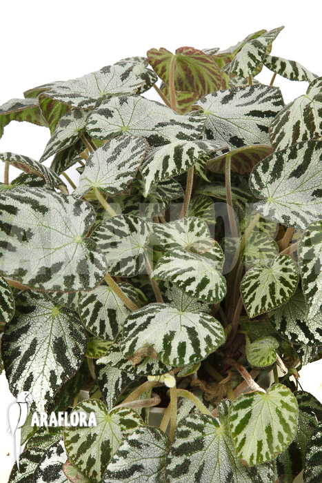 Begonia x &lsquo;Silver Jewel&rsquo;