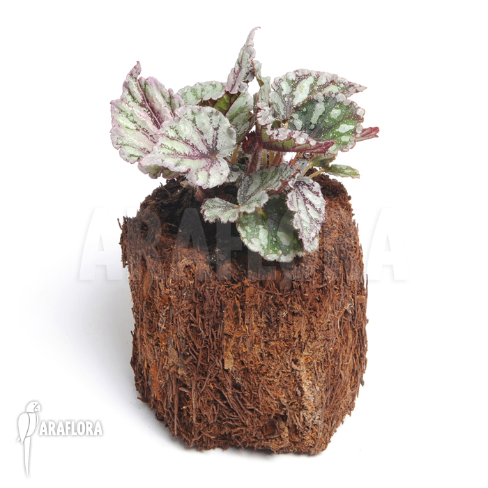 Begonia x &lsquo;Voodoo Star&rsquo;