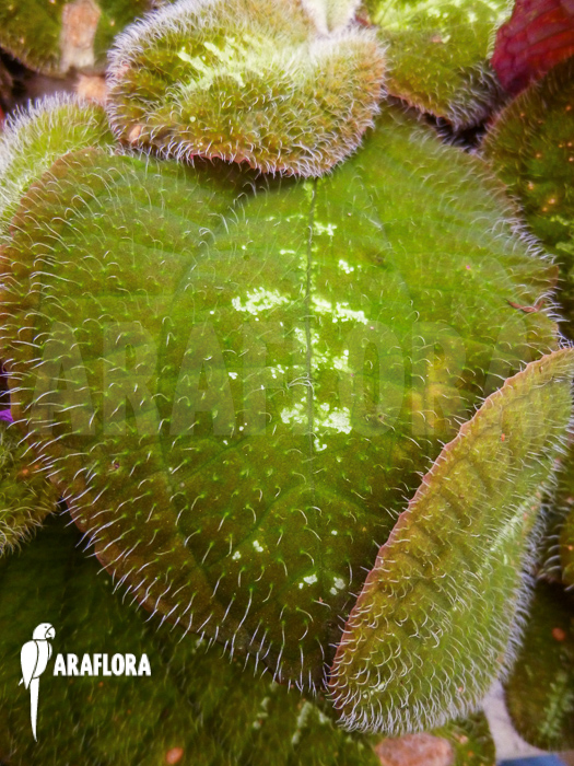 Bertolonia marmorata