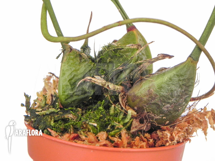 Bifrenaria aureo-fulva