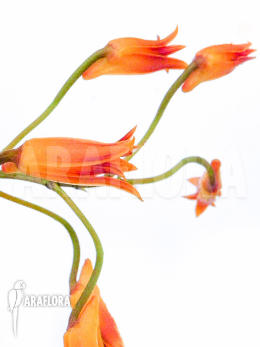 Bifrenaria aureo-fulva &lsquo;Starter&rsquo;