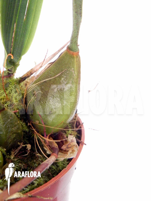 Bifrenaria aureo-fulva &lsquo;Starter&rsquo;