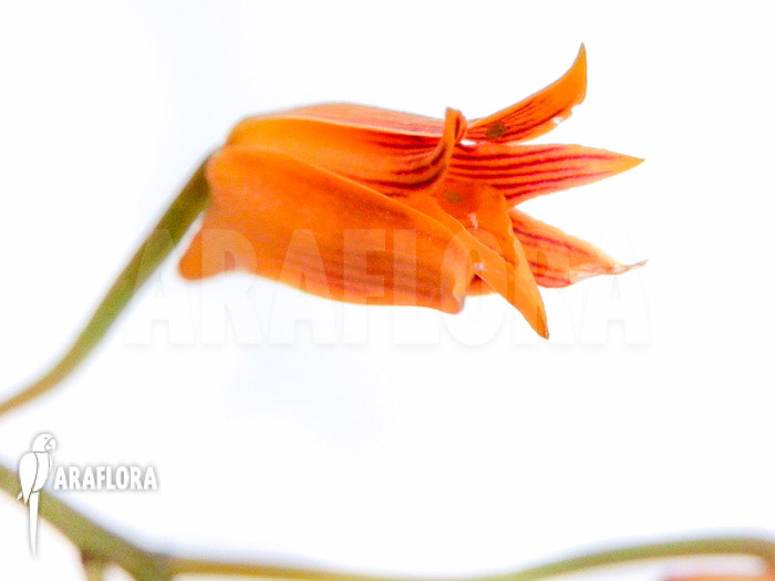 Bifrenaria aureo-fulva &lsquo;Starter&rsquo;