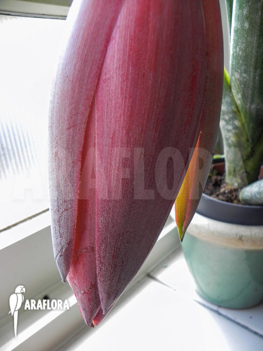 Billbergia decora