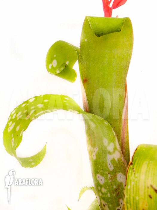 Billbergia-leptopoda-5