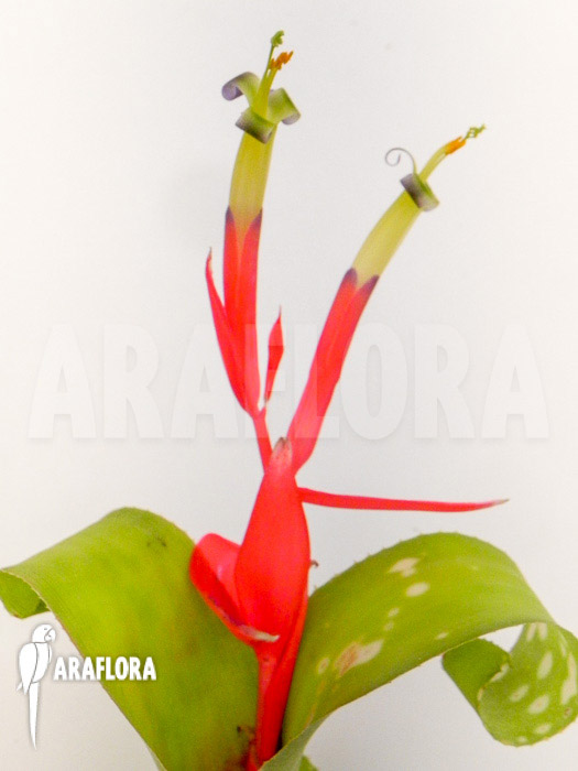 Billbergia-leptopoda-6