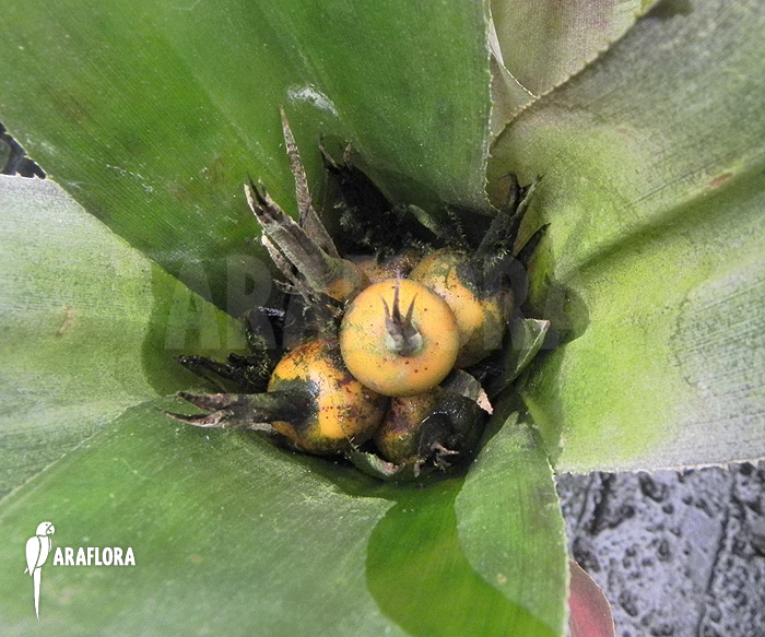 Billbergia pallidiflora