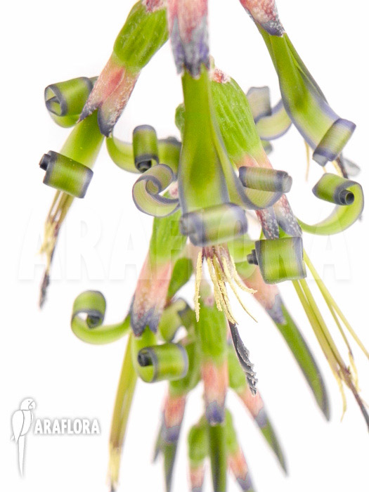 Billbergia x windii (nutans x decora)