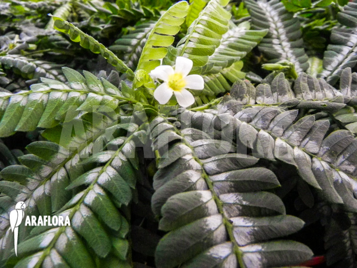 Biophyttum x Snowman