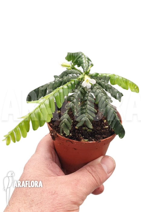 Biophyttum-x-Snowman-8