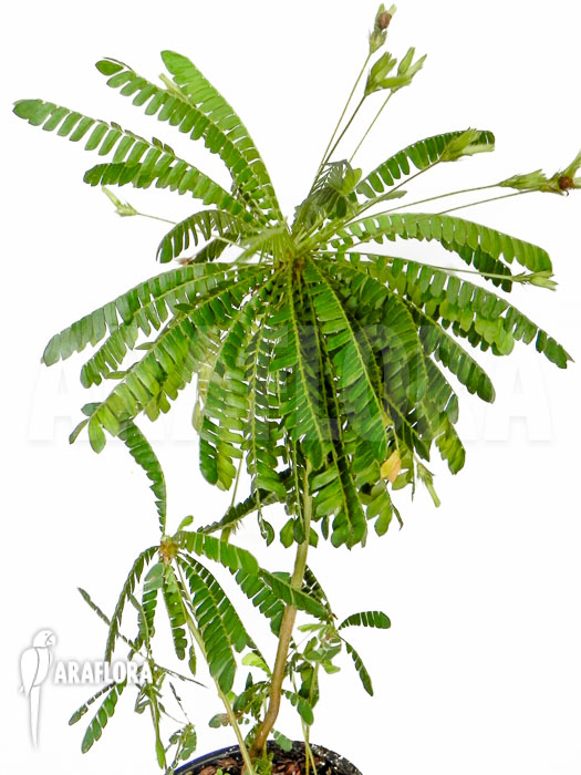 Biophytum sensitivum &lsquo;XL&rsquo;