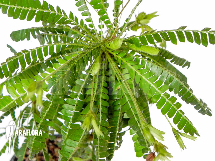 Biophytum sensitivum &lsquo;XL&rsquo;