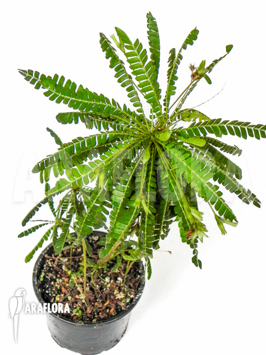 Biophytum sensitivum &lsquo;XL&rsquo;