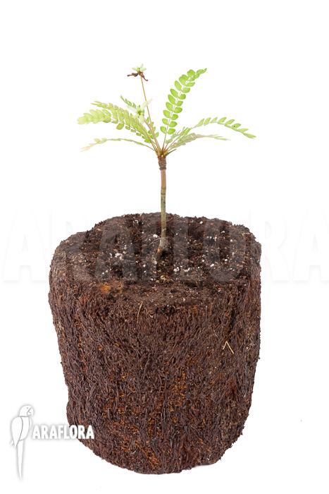 Biophytum sensitivum &lsquo;white flower&rsquo;