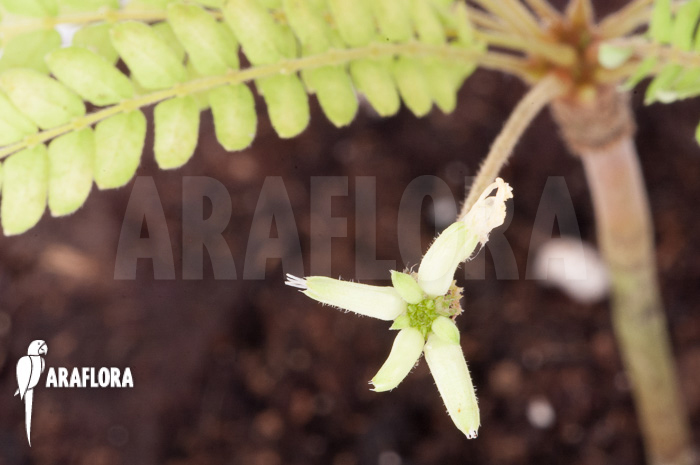 Biophytum sensitivum &lsquo;white flower&rsquo;