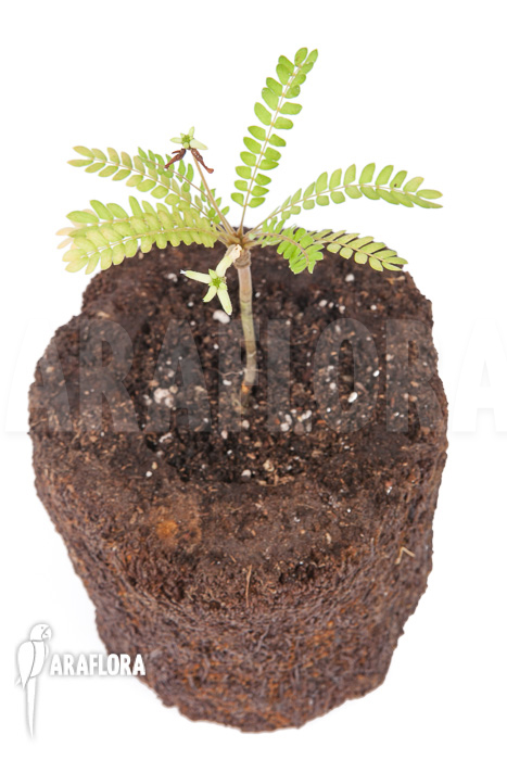 Biophytum sensitivum &lsquo;white flower&rsquo;