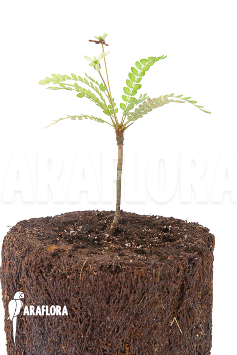 Biophytum sensitivum &lsquo;white flower&rsquo;