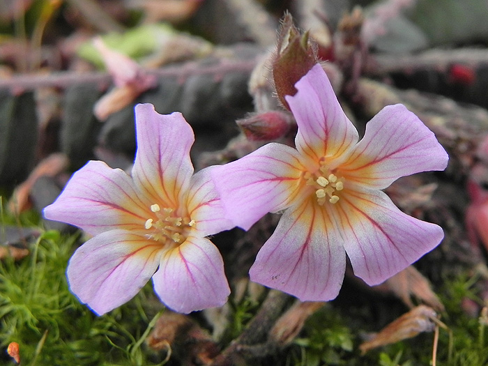 Biophytum zenkeri flower