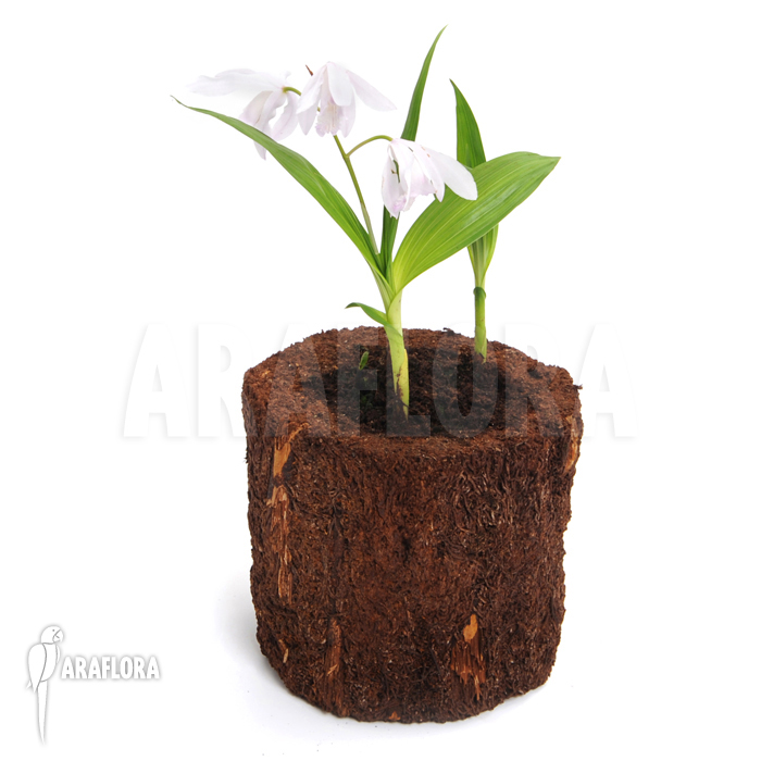 Bletilla striata &lsquo;Alba&rsquo;