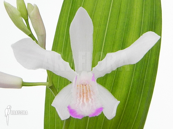 Bletilla striata &lsquo;White&rsquo;