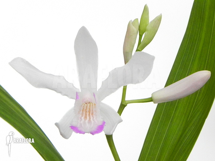 Bletilla striata &lsquo;White&rsquo;