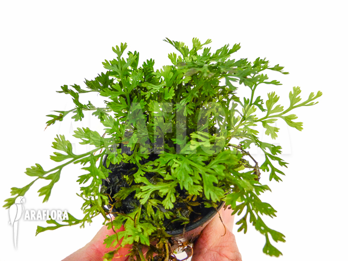 Bolbitis heteroclita &lsquo;Thailand&rsquo;