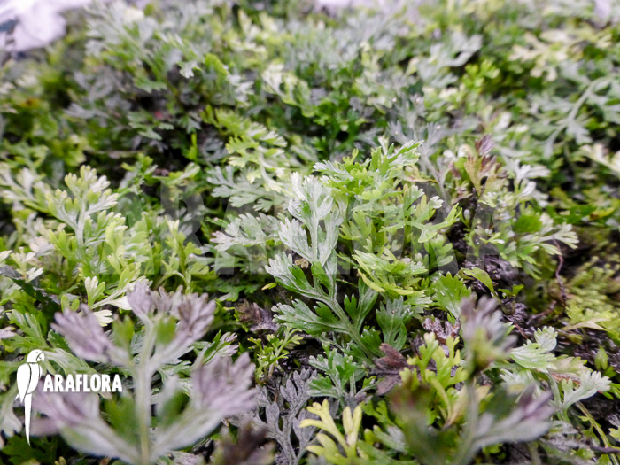 Bolbitis heteroclita &lsquo;Thailand&rsquo;