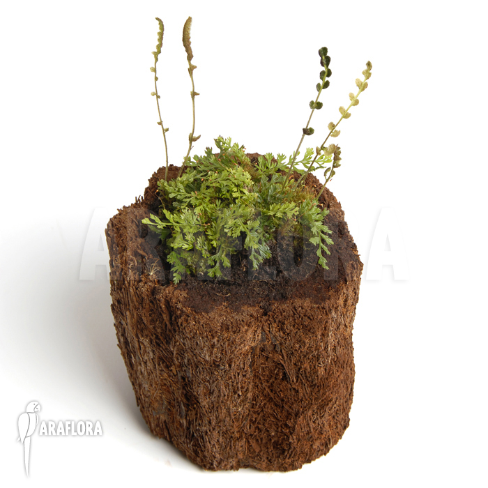 Bolbitis heteroclita &lsquo;Thailand&rsquo;