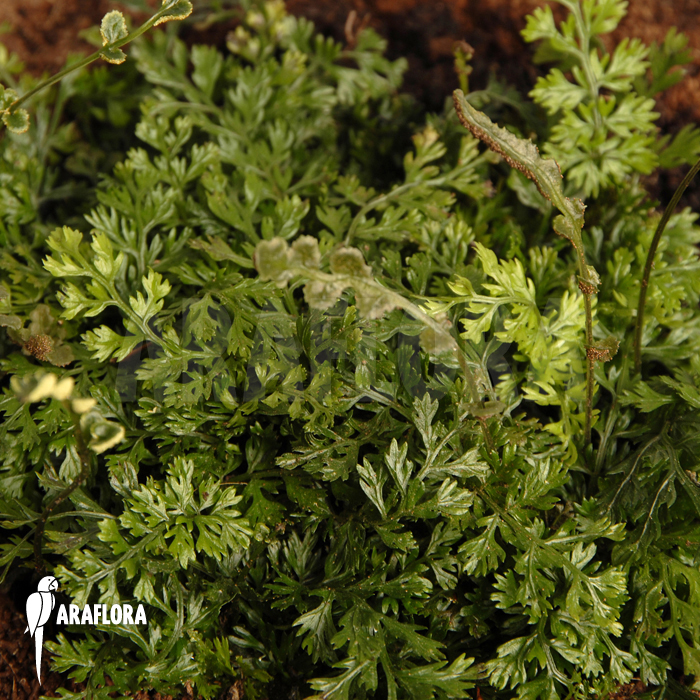 Bolbitis heteroclita &lsquo;Thailand&rsquo;