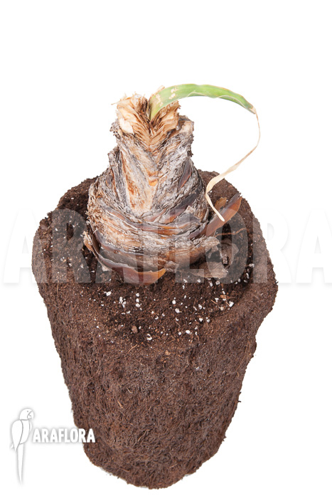 Boophane disticha &lsquo;starter&rsquo;