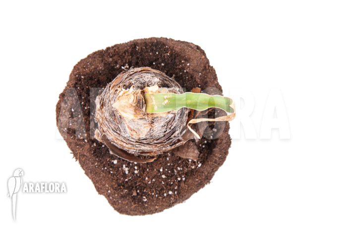 Boophane disticha &lsquo;starter&rsquo;