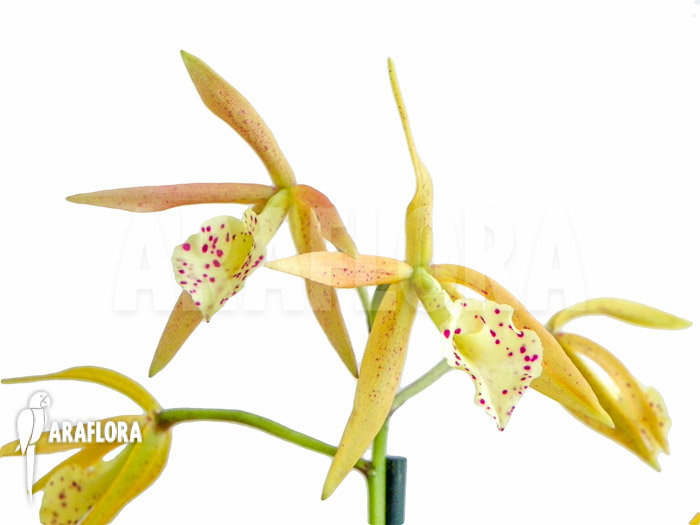 Brassocattleya &lsquo;Yellow Bird&rsquo;