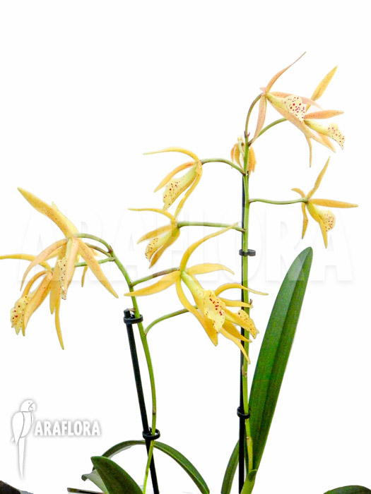 Brassocattleya &lsquo;Yellow Bird&rsquo;