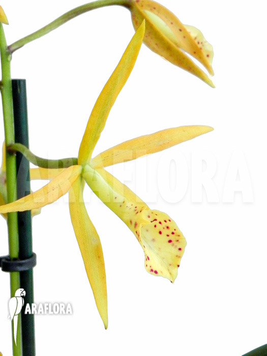 Brassocattleya &lsquo;Yellow Bird&rsquo;