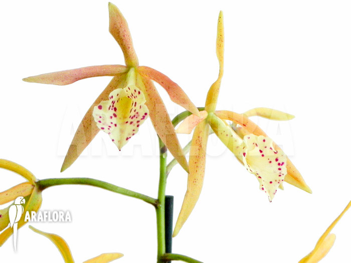 Brassocattleya &lsquo;Yellow Bird&rsquo;