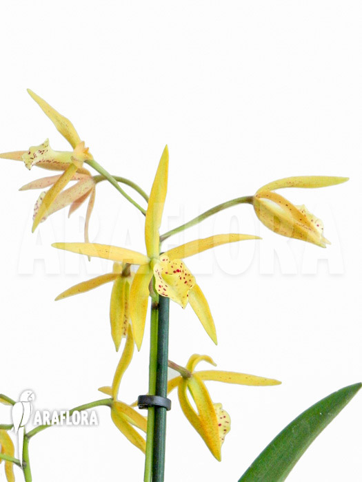 Brassocattleya &lsquo;Yellow Bird&rsquo;