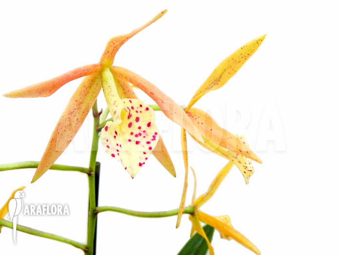 Brassocattleya &lsquo;Yellow Bird&rsquo;