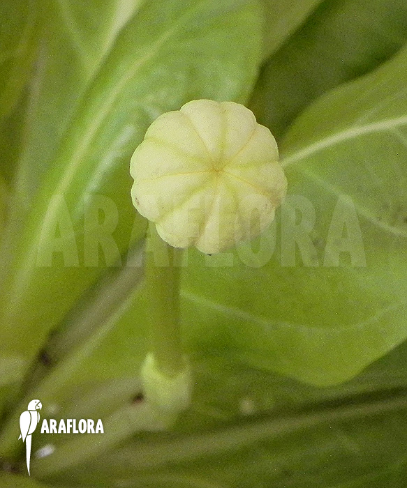 Flower of Brighamia insignis &lsquo;Hawaiian palm&rsquo;