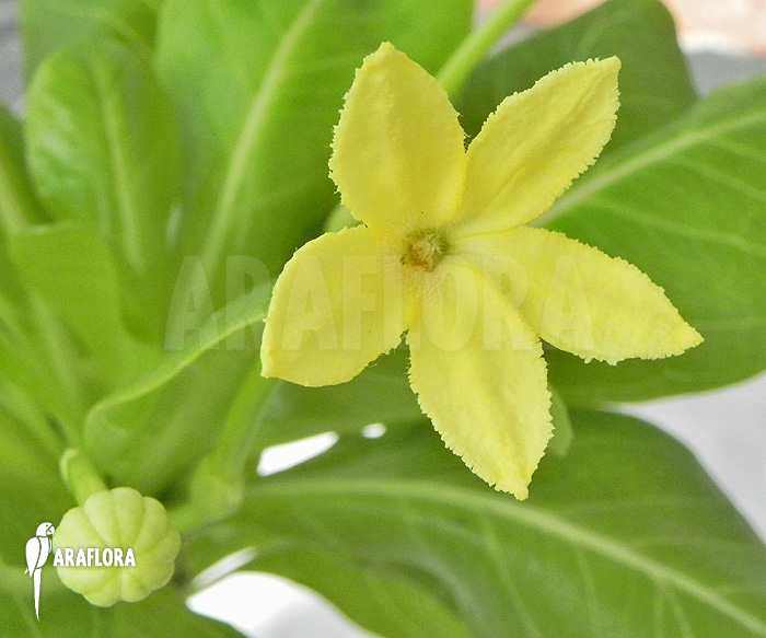 Open Flower Brighamia insignis &lsquo;Hawaiian palm&rsquo;