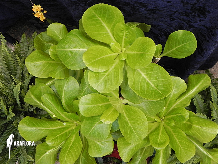 Brighamia insignis &lsquo;Hawaiian palm&rsquo;