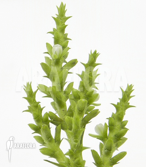 Brocchinia acuminata