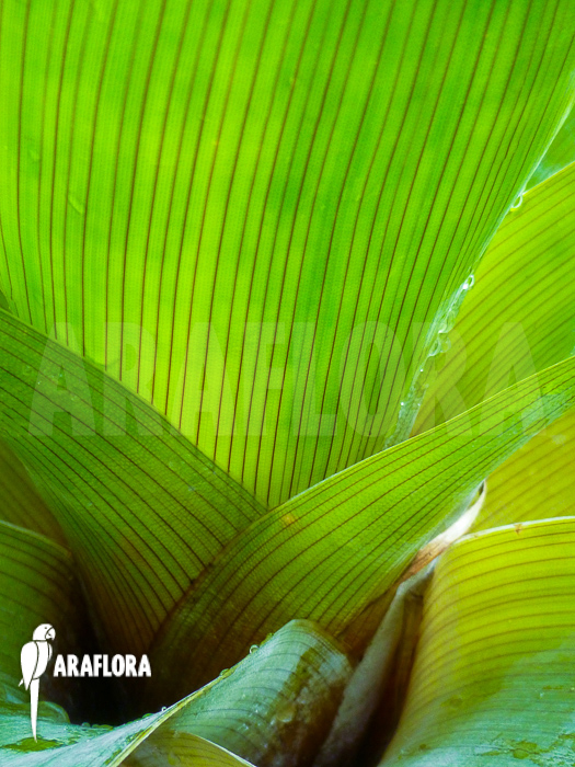 Brocchinia tatei detail