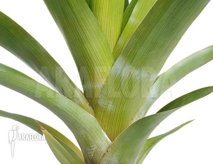 Brocchinia tatei &lsquo;Auyan Tepui&rsquo;
