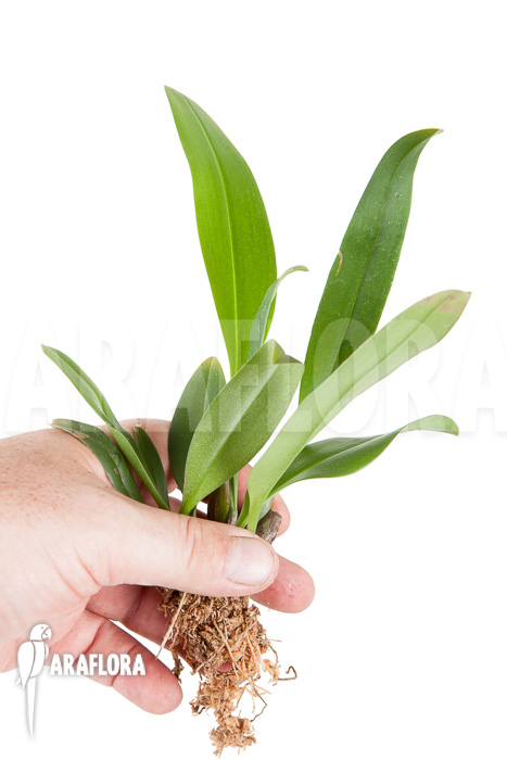 Bulbophyllum carunculatum Starter