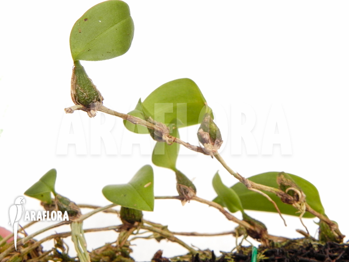 Bulbophyllum comberi